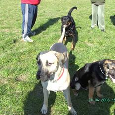 Blanding af racer Enzo R.I.P MIN DRENG