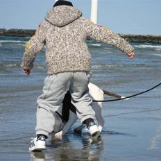 Amerikansk bulldog Basil