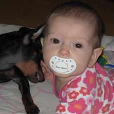 Dvaergpinscher Killer