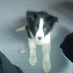 Border collie Lady Gaia