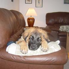 Leonberger Leodania´s Phaona Shewolf