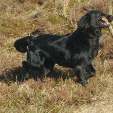 Flat coated retriever Nomi
