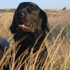 Flat coated retriever Nomi