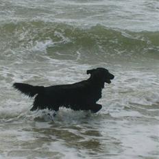 Flat coated retriever Nomi