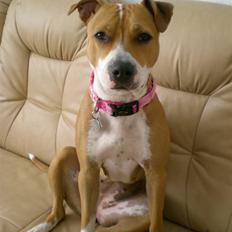 Amerikansk staffordshire terrier Molly