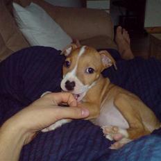 Amerikansk staffordshire terrier Molly