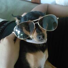 Blanding af racer Julle