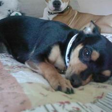 Blanding af racer Julle