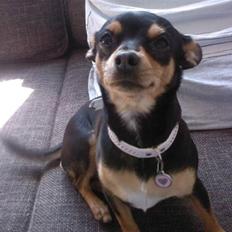 Blanding af racer Julle