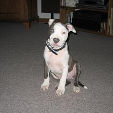 Amerikansk staffordshire terrier Luna