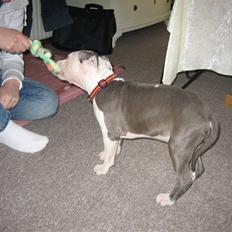 Amerikansk staffordshire terrier Luna