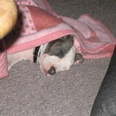 Amerikansk staffordshire terrier Luna