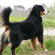 Berner sennenhund Balter (Har fået et nyt hjem)