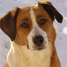 Blanding af racer Mille