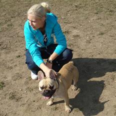 Fransk bulldog Chopper