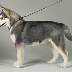 Alaskan malamute Cody