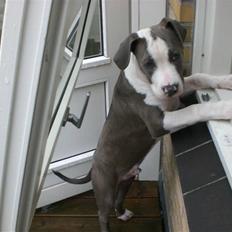 Blanding af racer Håkon