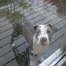 Blanding af racer Håkon