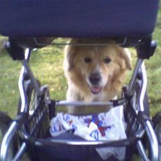 Blanding af racer vims