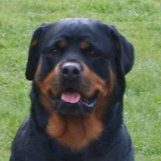 Rottweiler Britannia 