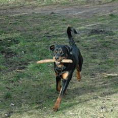 Rottweiler Alfa
