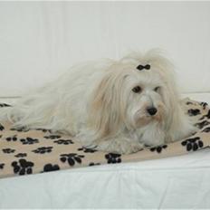 Coton de tulear Petite / Mille