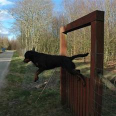 Rottweiler Alfa