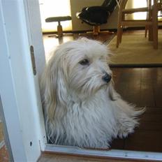 Coton de tulear Petite / Mille