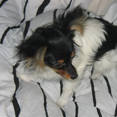 Papillon Chico