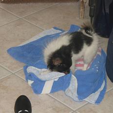 Papillon Chico