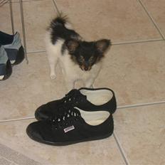 Papillon Chico