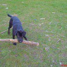 Blanding af racer Balou