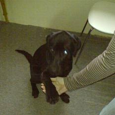 Blanding af racer Balou