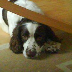 Engelsk springer spaniel Nala