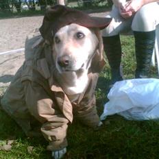 Blanding af racer Goldie