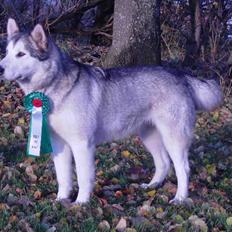 Alaskan malamute Moniqe