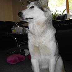 Alaskan malamute Moniqe