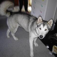 Alaskan malamute Moniqe