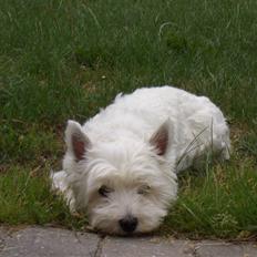 West highland white terrier Minnie