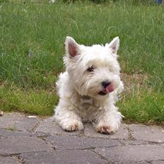 West highland white terrier Minnie