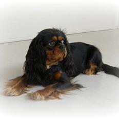 Cavalier king charles spaniel Nala