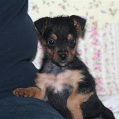 Blanding af racer Osvald