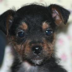 Blanding af racer Osvald