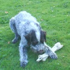 Ruhåret hønsehund Ricko<3 (f.0502'99-d.0407'11)