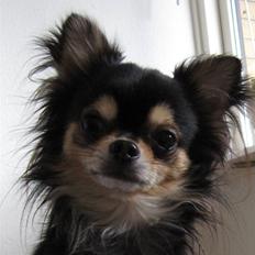 Chihuahua Clinton