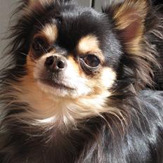 Chihuahua Clinton
