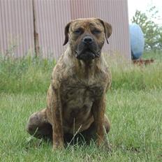 Boerboel TEGLBORG NANDI