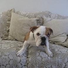 Engelsk bulldog Nanna