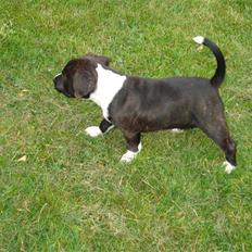 Staffordshire bull terrier Chica  (Engelsk)