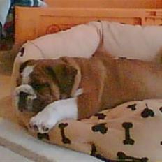 Engelsk bulldog Archie